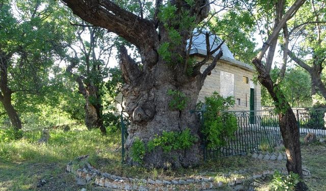 800 yıllık ‘Menengiç ağacı’ zamana direniyor