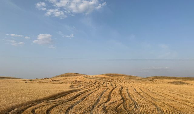 Buğday hasadında çiftçi umduğunu bulamadı!