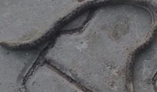 Elazığ'da çift başlı yılan tedirginliği!