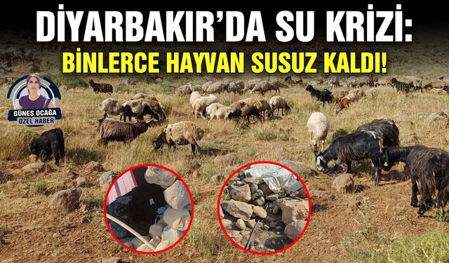 Diyarbakır’da su krizi: Binlerce hayvan susuz kaldı!