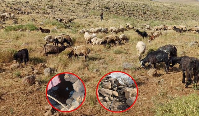Diyarbakır’da su krizi: Binlerce hayvan susuz kaldı!