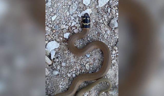 Endemik tür olan 'kırbaç yılanı' görüldü