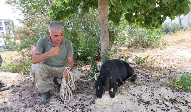 Firar eden kurbanlık, 10 gün sonra yakalandı