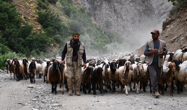Göçerlerin yayla yolculuğu tamamlandı
