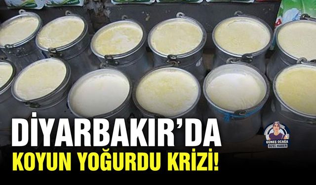 Diyarbakır’da koyun yoğurdu krizi!