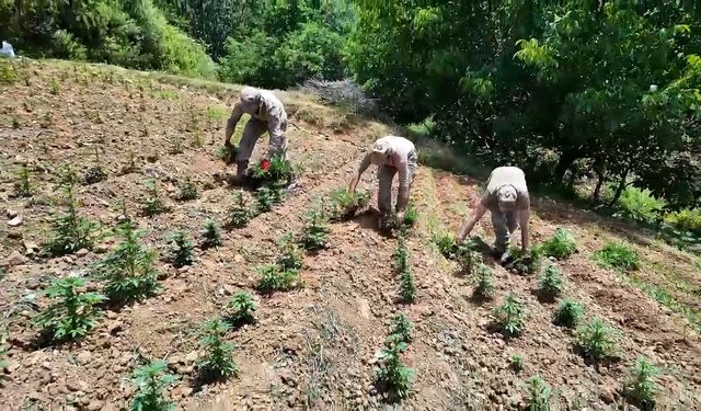 Lice’de piyasa değeri 160 milyar olan 319 ton Hint keneviri ele geçirildi