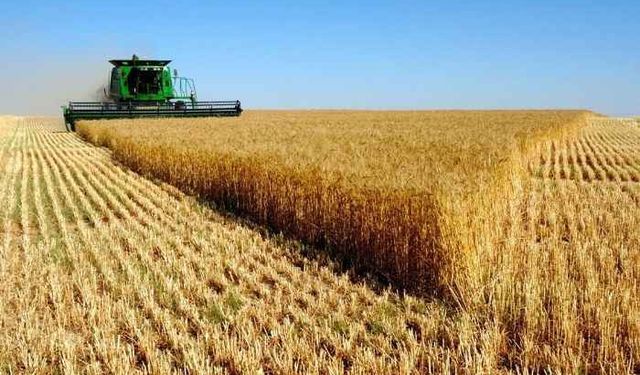 Mardin’de 2025 tarım sezonu: Buğdayda umut, mısırda düşüş