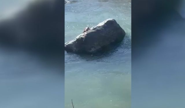 Diyarbakır’da Dicle Nehri’nin kıymeti bilinmeyen sakini