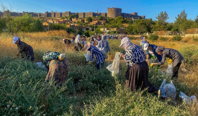 Diyarbakır’ın tarihi surlarında kapari mesaisi