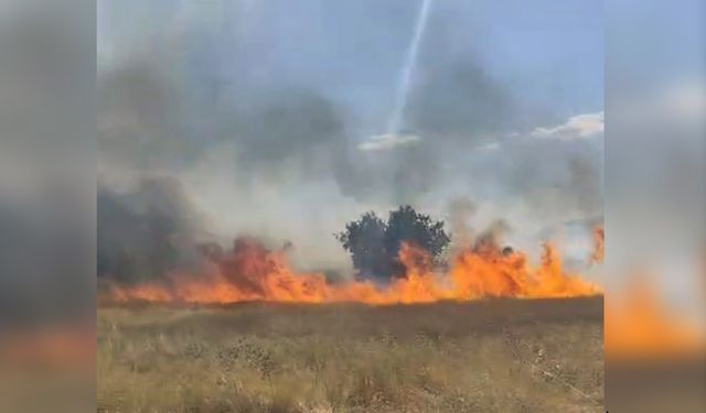 Diyarbakır Lice'de büyük yangı: 2 bin dönüm alan cayır cayır yandı