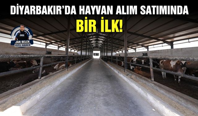Diyarbakır’da hayvan alım satımında bir ilk!