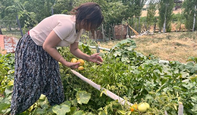 Diyarbakır’da, Lice’nin kırmızı altınında hasat zamanı