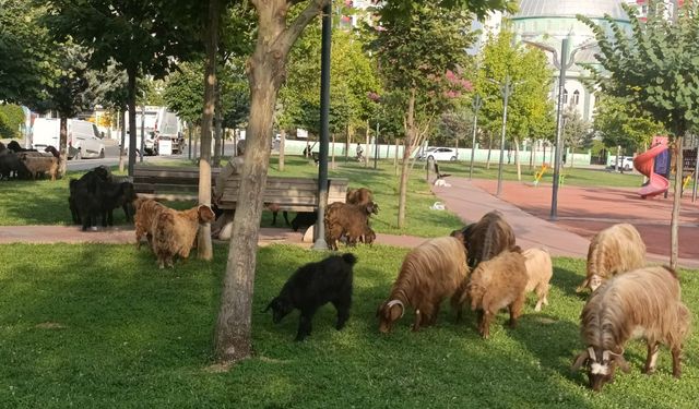 Diyarbakır’ın en lüks ilçesinde parklar otlak alanına döndü