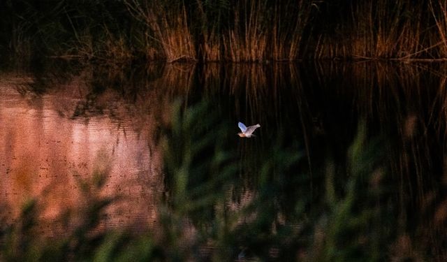 Fırat Nehri’nde yaban hayatın büyüleyici dünyası