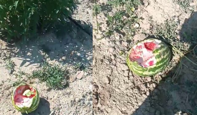 Yaban domuzları karpuz tarlalarını talan etti