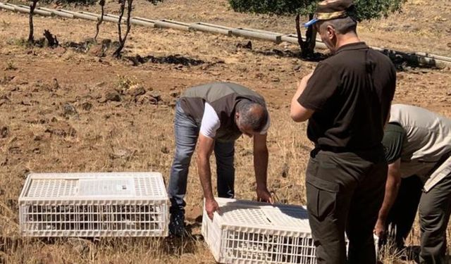 Kenelere karşı keklikler doğaya salındı
