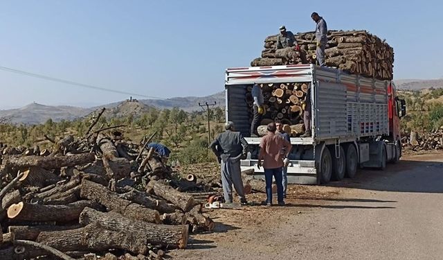 Şırnak’ta ağaç kıyımına karşı 8 bin imza toplandı