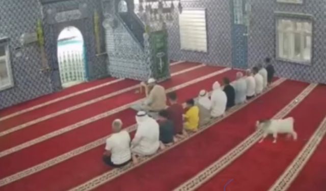 Mardin’de bir oğlak cami cemaatinin arasına daldı