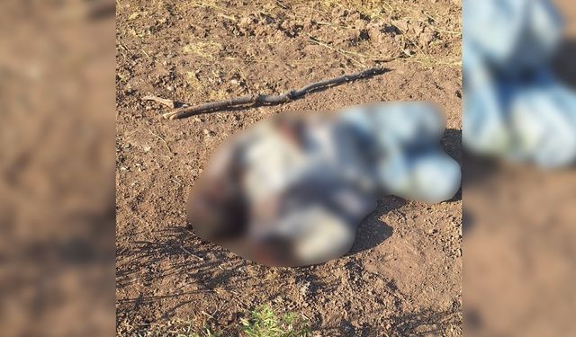Diyarbakır Lice’de bulunan cesetle ilgili yeni gelişme
