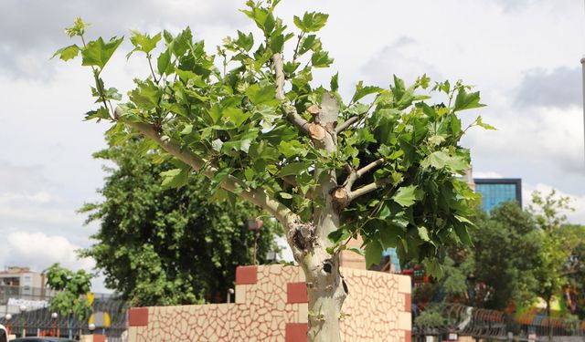 Diyarbakır’da hastalık bulaşan ağaçlar iyileşti