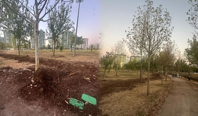 Diyarbakır’da yaz ortasındaki tadilat ağaçları kuruttu!