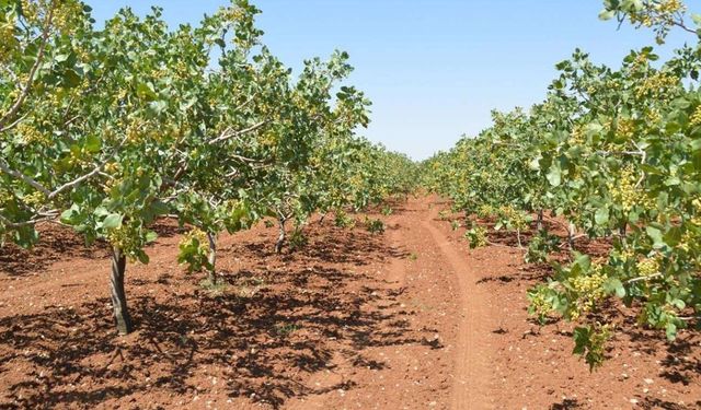 TİGEM arazisinde suçüstü yakalandılar: 13 gözaltı