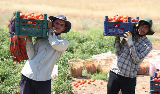 Üretici isyanda: Domates tarlada 8 TL, dışarıda 25 TL