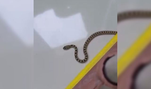 Apartmanın 8'inci katında yılan paniği