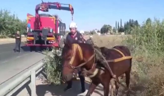 Şanlıurfa'da tahliye kanalına düşen at kurtarıldı