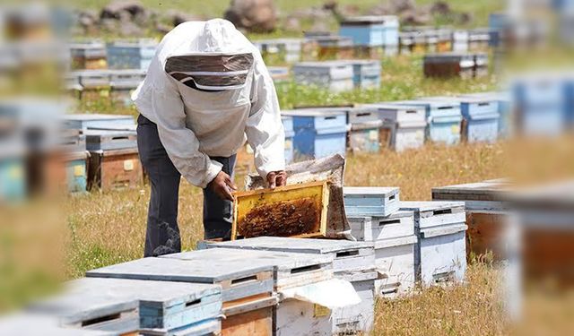 Diyarbakır balında yüzde 30 düşüş yaşandı
