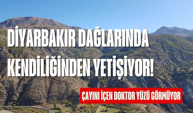 Diyarbakır dağlarında yetişiyor! Bu otu kaynatıp içen doktor yüzü görmüyor