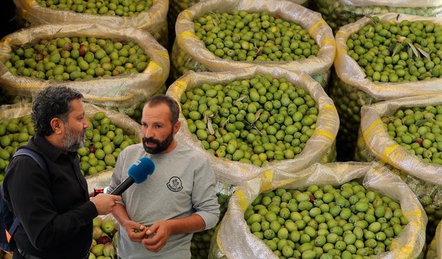 Diyarbakır’da zeytin piyasası hareketlendi; Gözler Derik zeytininde