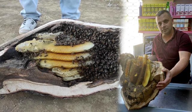 Elazığ'da,  ağaç kovuğundan kilolarca organik bal çıktı