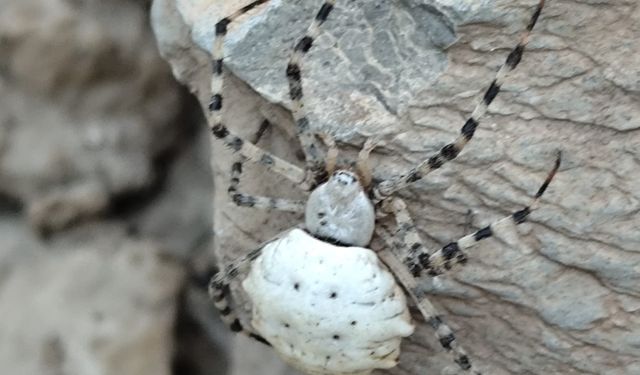 Fotoğrafını çektikleri böceği araştırınca şok oldular!