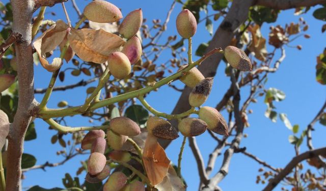 Siirt fıstığında hasat şoku!