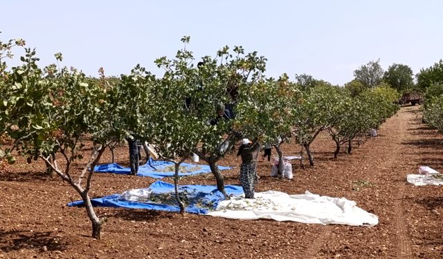 Siirt’te çiftçiye fıstık şoku!
