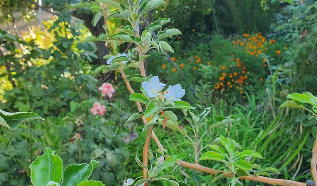 Sonbaharda çiçek açan ağaç şaşırttı