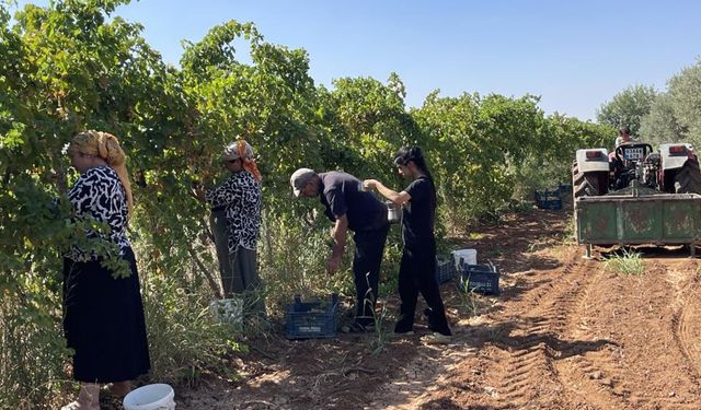 Üzümün pekmez yolculuğu başladı
