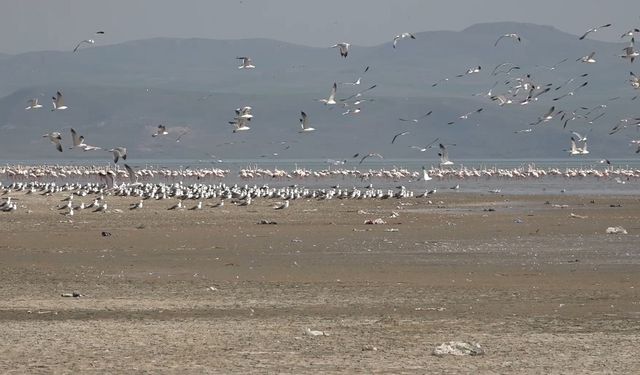 Van Gölü, göçmen misafirlerini ağırlıyor