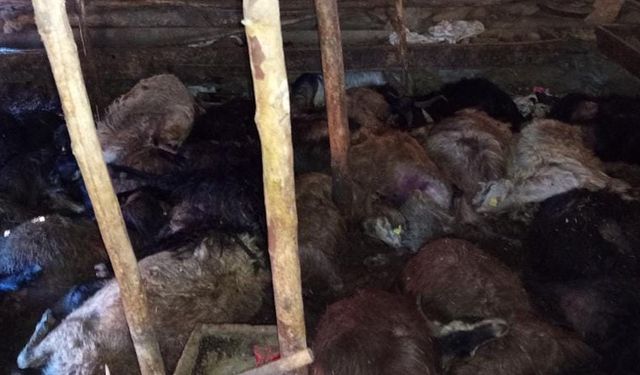 Ağıla yıldırım düştü, 45 küçükbaş hayvan öldü