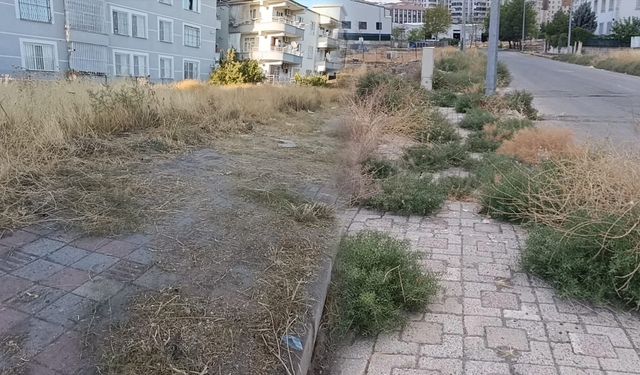 Diyarbakır’da ilginç manzara: Otları kestiler, olduğu yerde bıraktılar