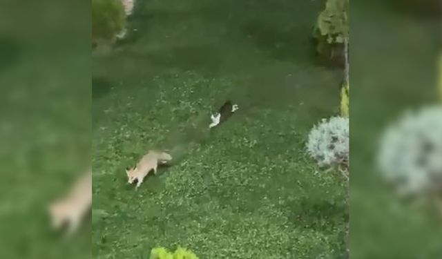 Hakkari’de kedi ile tilkinin oyun keyfi