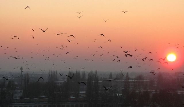 Tarihi göç rotaları yok oldu! Bilim insanları 'büyük felaket' uyarısı verdi