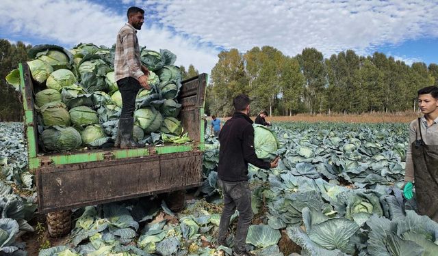 Van'da coğrafi tescilli ürünün hasadı başladı