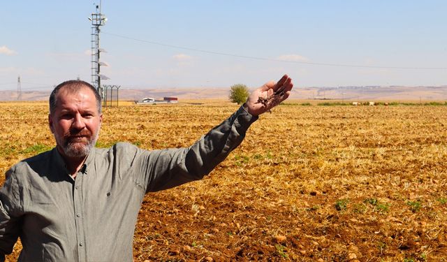 Diyarbakır'da çiftçinin alın teri tarlada kurudu: Tarım SOS veriyor