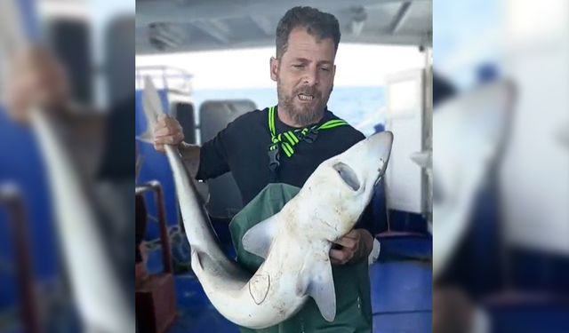 Ağa takılan köpekbalığı denize bırakıldı