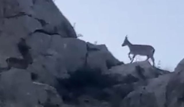 Malatya’da yaban keçileri görüntülendi