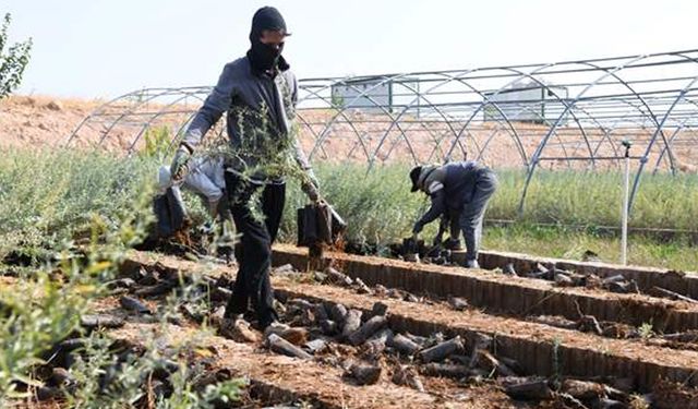 Mardin'de 2 milyon tuz çalısı fidanı üretildi