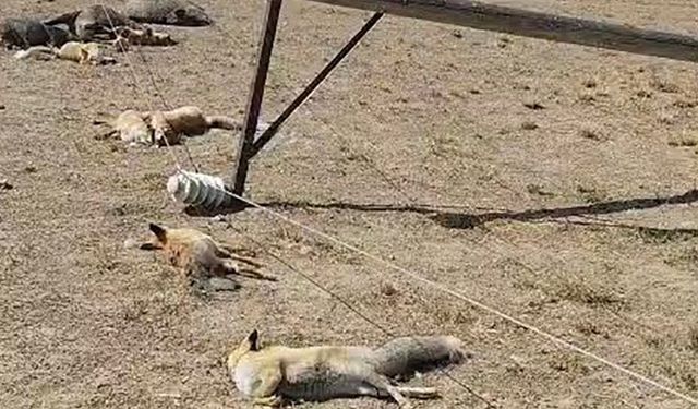 Van'da devrilen enerji hattı, yaban hayvanlarını telef etti