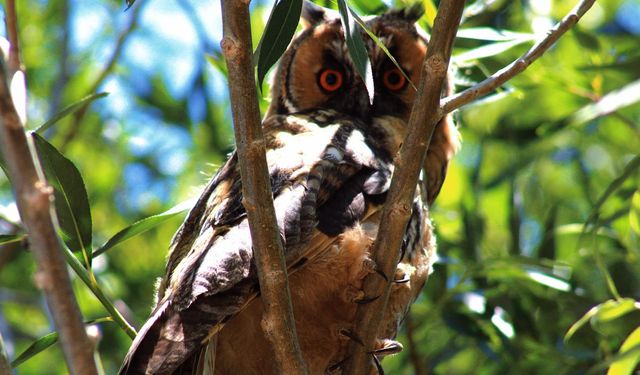 Van’da nesli tükenen orman baykuşu görüntülendi